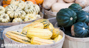 winter squash varieties
