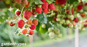 strawberry plant look like