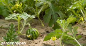 watermelon plant look like