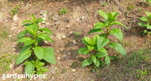large tall weeds with thick stalks