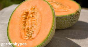 Cantaloupe