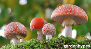 red mushroom identification