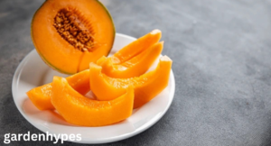 Melon Variety