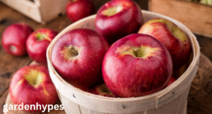 apple season