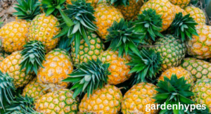 pineapple season