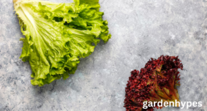 Looseleaf Lettuce