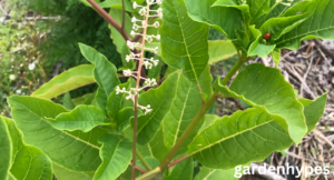 pokeweed look alikes