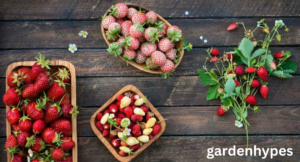 strawberry varieties