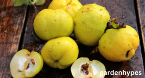 Fruits That Look Like Apples