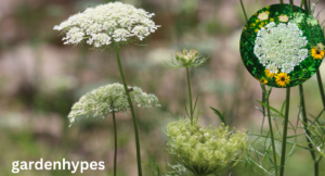 queen anne's lace look-alike