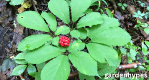 wild ginseng look alikes