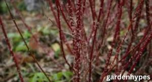 japanese knotweed berries