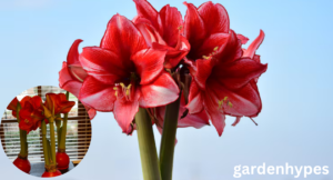 waxed amaryllis