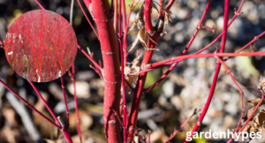 red bark tree