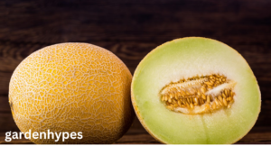 Galia Melon
