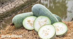 Melon Variety