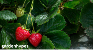 strawberry plant look like