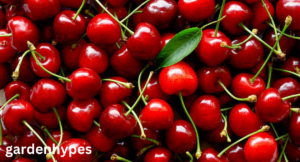 fruits that look like plums