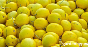 Melon Variety