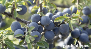 fruits that look like plums