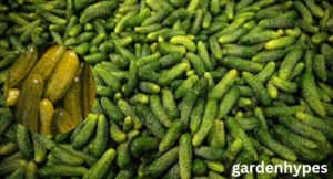 pickle shortage
