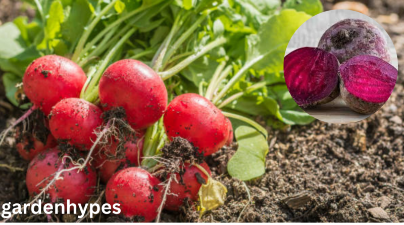 red vegetables