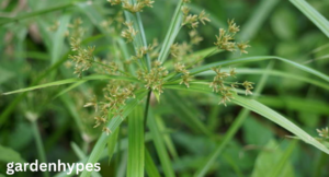 nutsedge grass