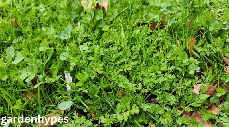 Fern-like Weeds