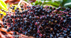 Fruits that Look Like Grapes