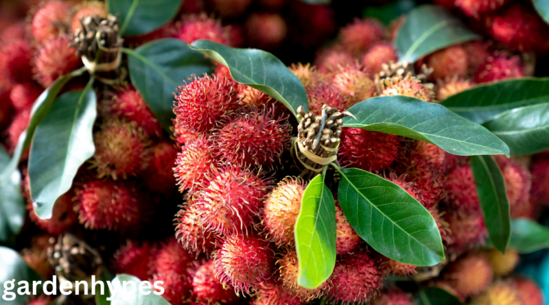 Fruits that look Like Lychee