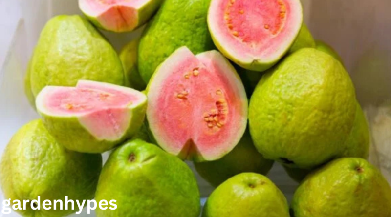 fruits that look like guava