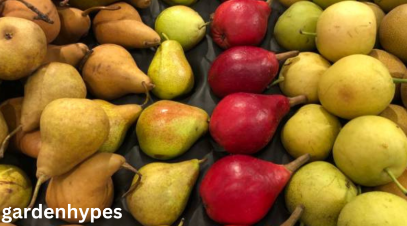 pear varieties
