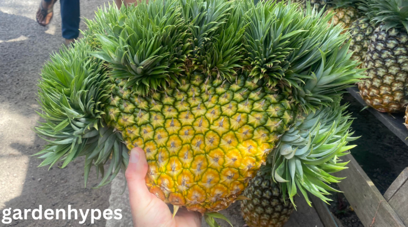 fruits that look like pineapple