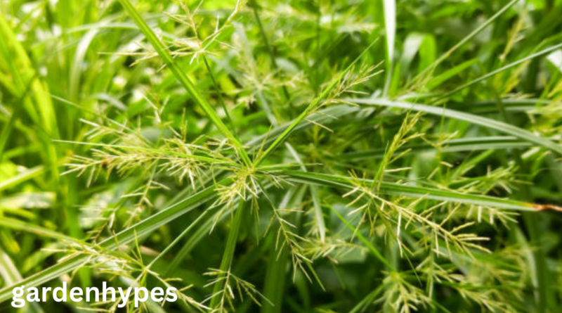 nutsedge grass
