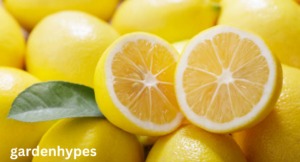fruits that look like lemons