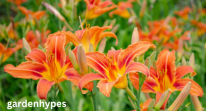 perennials that bloom all summer