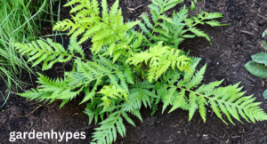 Fern-like Weeds