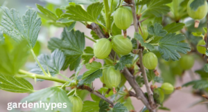 Fruits that Look Like Grapes