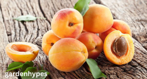 fuzzy fruit