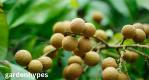 Fruits that look Like Lychee