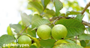 fruits that look like guava