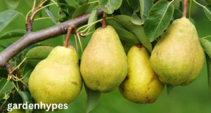 pear varieties
