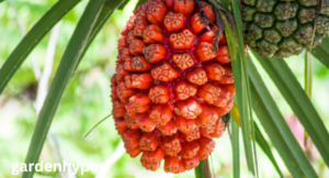 fruits that look like pineapple