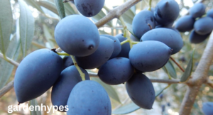 teal fruits