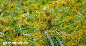nutsedge grass