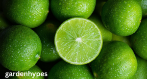 fruits that look like lemons