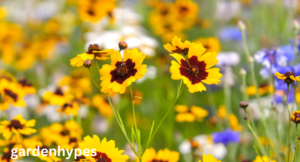 perennials that bloom all summer