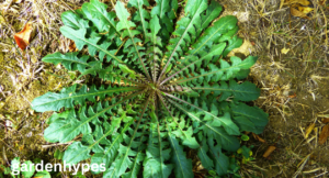 Fern-like Weeds
