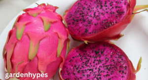Fruits that look Like Dragon Fruit