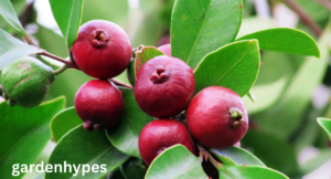 fruits that look like guava